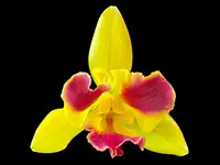 Pot. Burana Beauty ‘Burana’ (3.5″ pot)