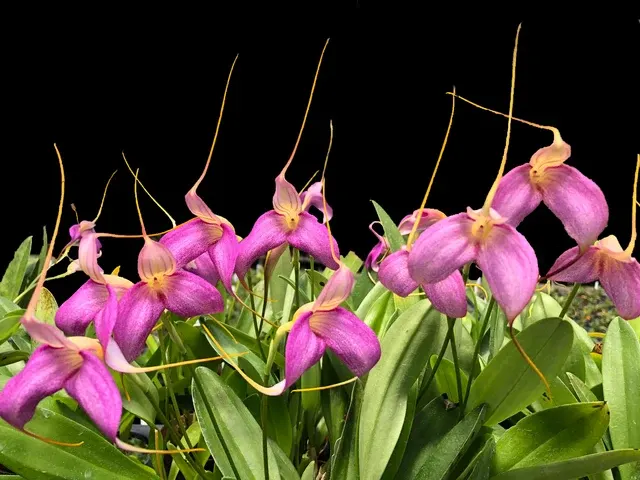Masdevallia Shuttryana (Masdevallia)
