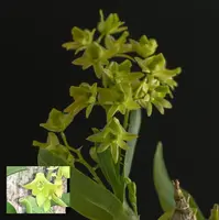 Dendrobium kanburiense