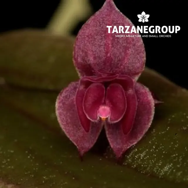 Lepanthes planadensis (Lepanthes)