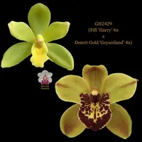 Cymbidium Flask GH2429 (Fifi 'Harry' 4n x Desert Gold 'Geyserland' 4n)