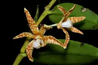 Dendrobium insigne