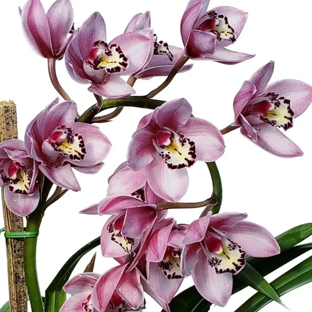 Cymbidium Joy Raye Hot Lips