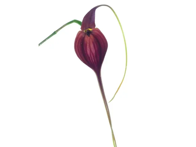 Masdevallia newmaniana (Masdevallia)