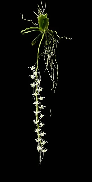 Aerangis Tavangumi (Aerangis)