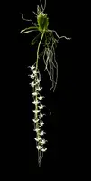 Aerangis Tavangumi