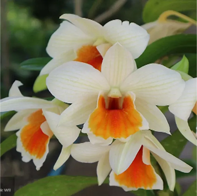 Dendrobium Jairak Wii