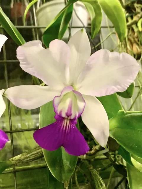 Cattleya walkeriana f semi alba 'Tokyo No.1'