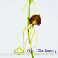 Prosthechea Cochleata