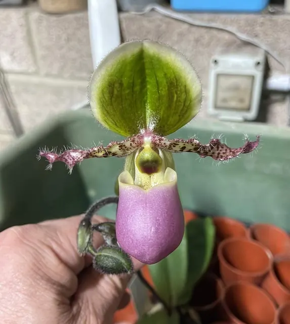 Paphiopedilum Technicolor Paradise PP2079