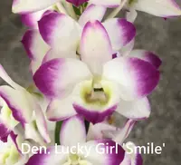 Den. Lucky Girl (Romance x Happy Toy) (MD74) (Hybrid)