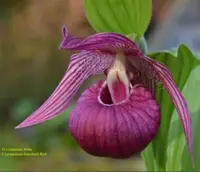 Cypripedium franchetti