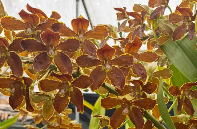 Grammatophyllum Springbloom 'Brown' (Grammatophyllum)
