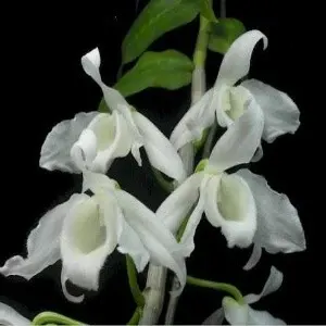 Dendrobium anosmum var dearei sp (Dendrobium)