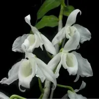 Dendrobium anosmum var dearei sp.