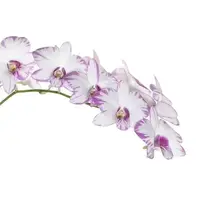 Dendrobium Miniature Enobi