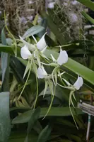 Angraecum eburneum