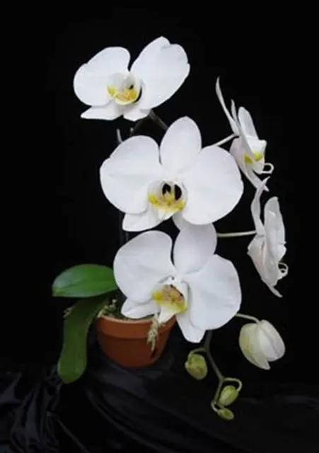 Phalaenopsis Yoshino
