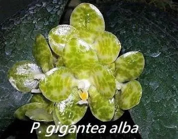 Phalaenopsis gigantea 'Ta-Wei' (Phalaenopsis)
