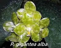 Phal. gigantea var. alba 'Ta-Wei' CBR/TOGA x self (PS-GA) (Polychilos - Amboinenses - gigantea )
