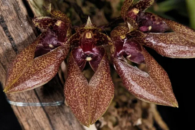 Bulbophyllum annandalei x frostii