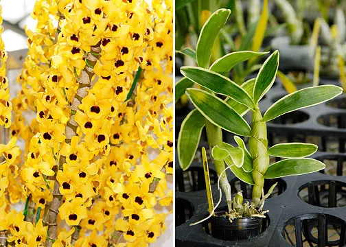 Dendrobium Golden Blossom 'Marginata; Note: Limited , Compact Grower' (Dendrobium)