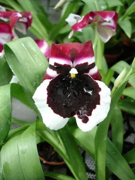 Miltonia LUCIFER 'red'