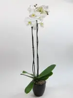 4" Double Stem White Phalaenopsis Orchid Plant in White Ceramic Pot