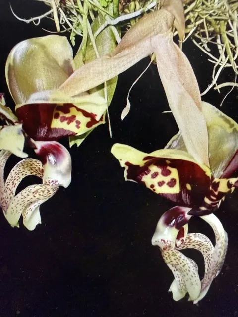 Stanhopea ocalata (Stanhopea)