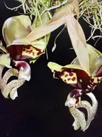 Stanhopea Orchid Plant Bulb, Rooted, Ocalata Variety, Bare Root - Exotic Orchid from Certified Growers, Aloha from Las Vegas