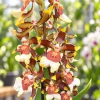 Colmanara tropic Jungle - parfumata