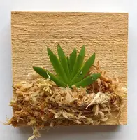 Psygmorchis Pusilla ʻMiniature Oncidium Orchid ʻ (Wood Mount)