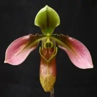 Paphiopedilium appletonianum
