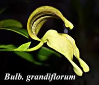 Bulb. grandiflorum (BUGR) ( - - Bulbophyllum ) Bulb.=Bulbophyllum