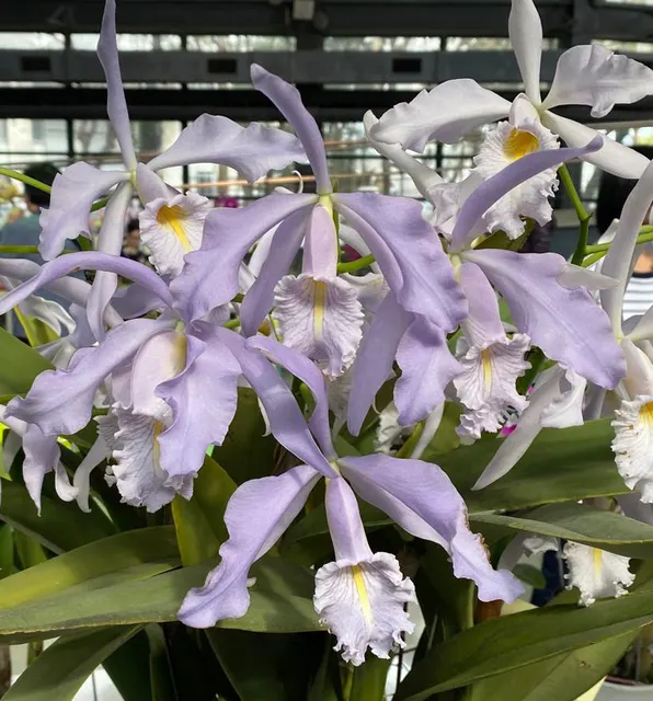 Cattleya maxima 'Royal Blue' (Cattleya)