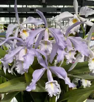 C.maxima coerulea 'Royal Blue' x self (YD000) (Cattleya - - maxima )