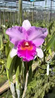 Rlc. Pink Diamond