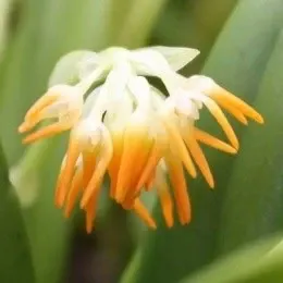 Bulbophyllum concinnum sp (Bulbophyllum)