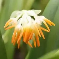 Bulbophyllum concinnum sp.