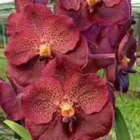Vanda Chantra