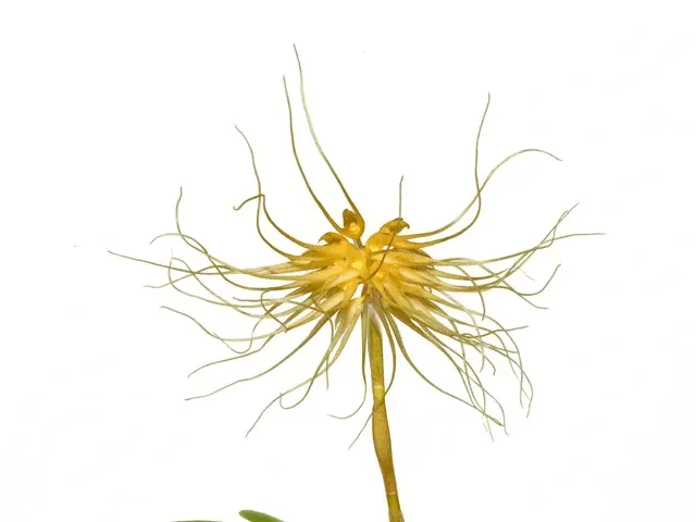 Bulbophyllum vaginatum (Bulbophyllum)