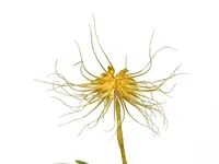 Bulbophyllum vaginatum