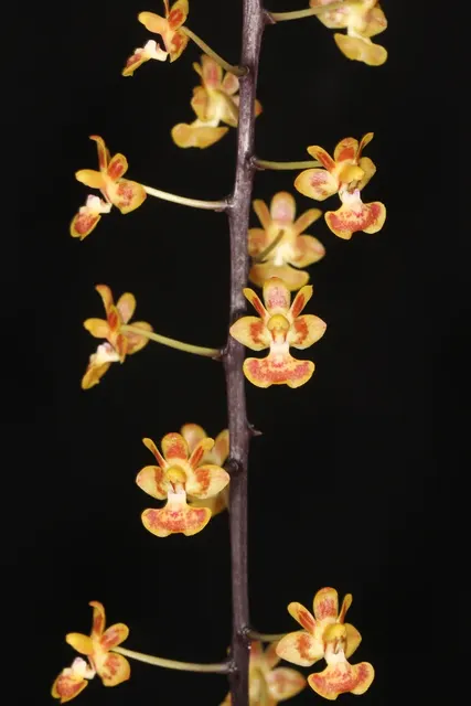 Phalaenopsis chibae (Phalaenopsis)