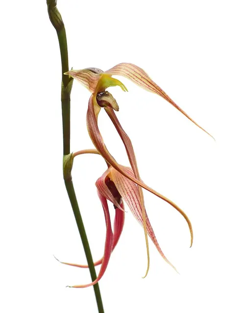 Bulbophyllum klabatense subsp sulawesii