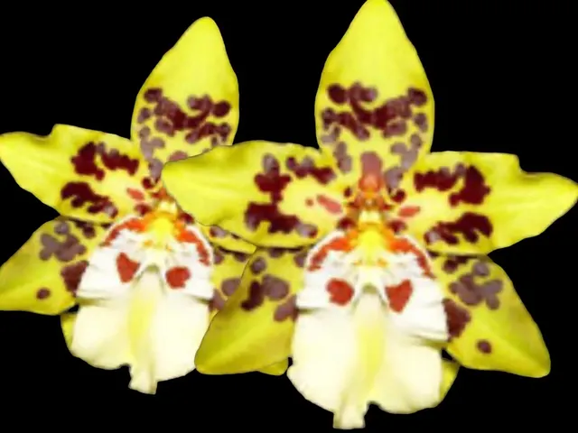 Oncidium Dorothy Wisdom 'Golden Gate'