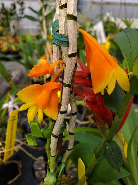 Dendrobium chrysopterum (Dendrobium)