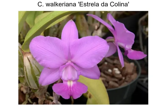 Cattleya walkeriana 'Estrela da Colina'