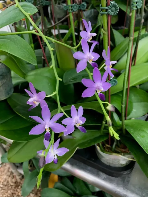 Phalaenopsis Kenneth Schubert ‘Taida Violet’