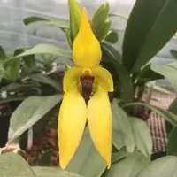 Bulbophyllum carunculatum 'magnificio' AM-CHM-AOS X Sib