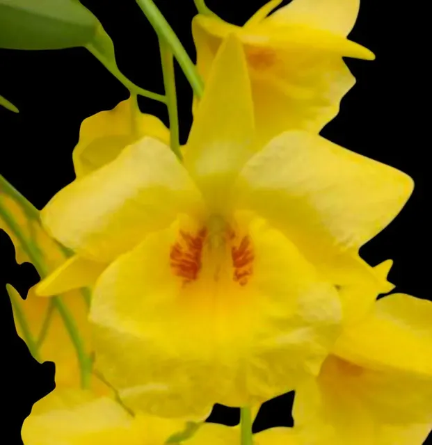 Dendrobium Golden Aya (Den. aphrodite x Den. capillipes)